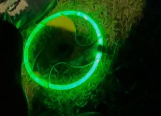 Lost Frisbee in Hanshew