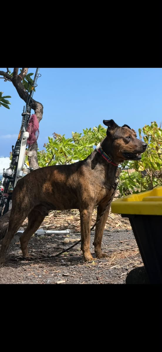 Lost Dog in Captain Cook