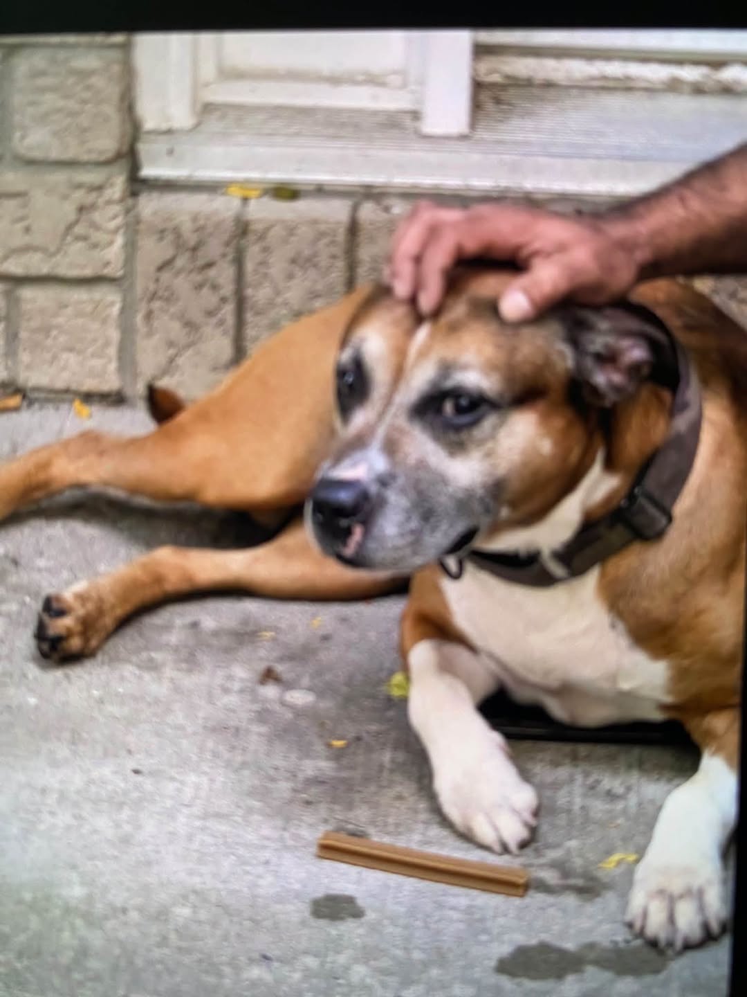 Found dog