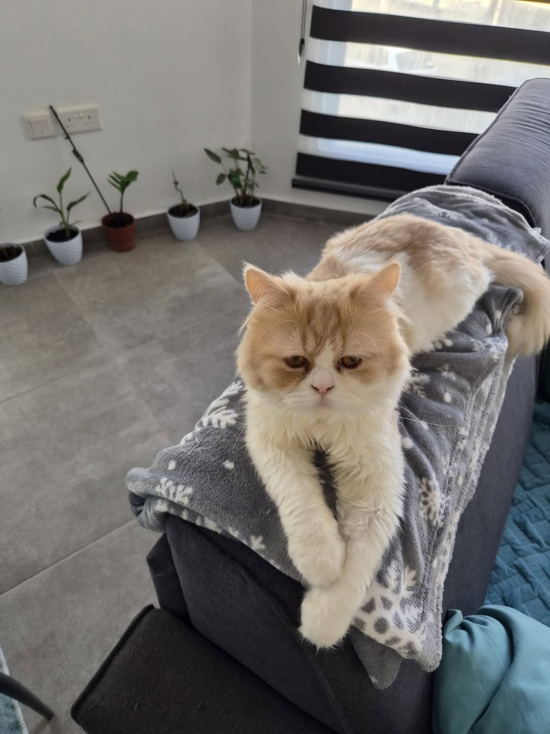 Lost Cat in San Paul’S Bay