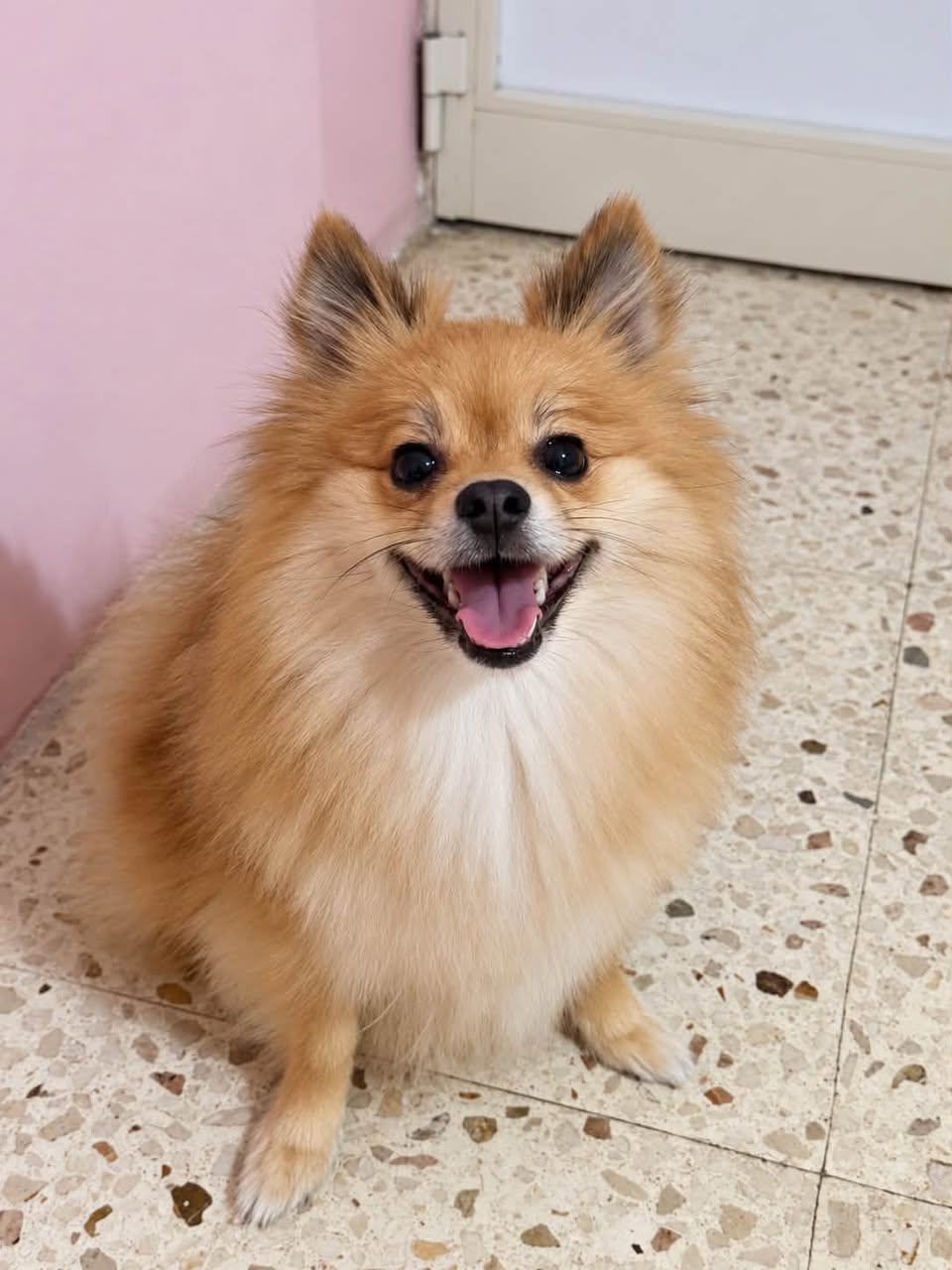 Lost dog