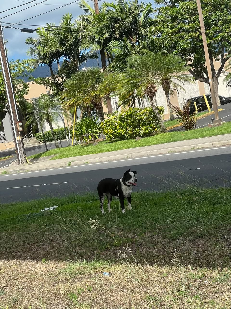 Found dog