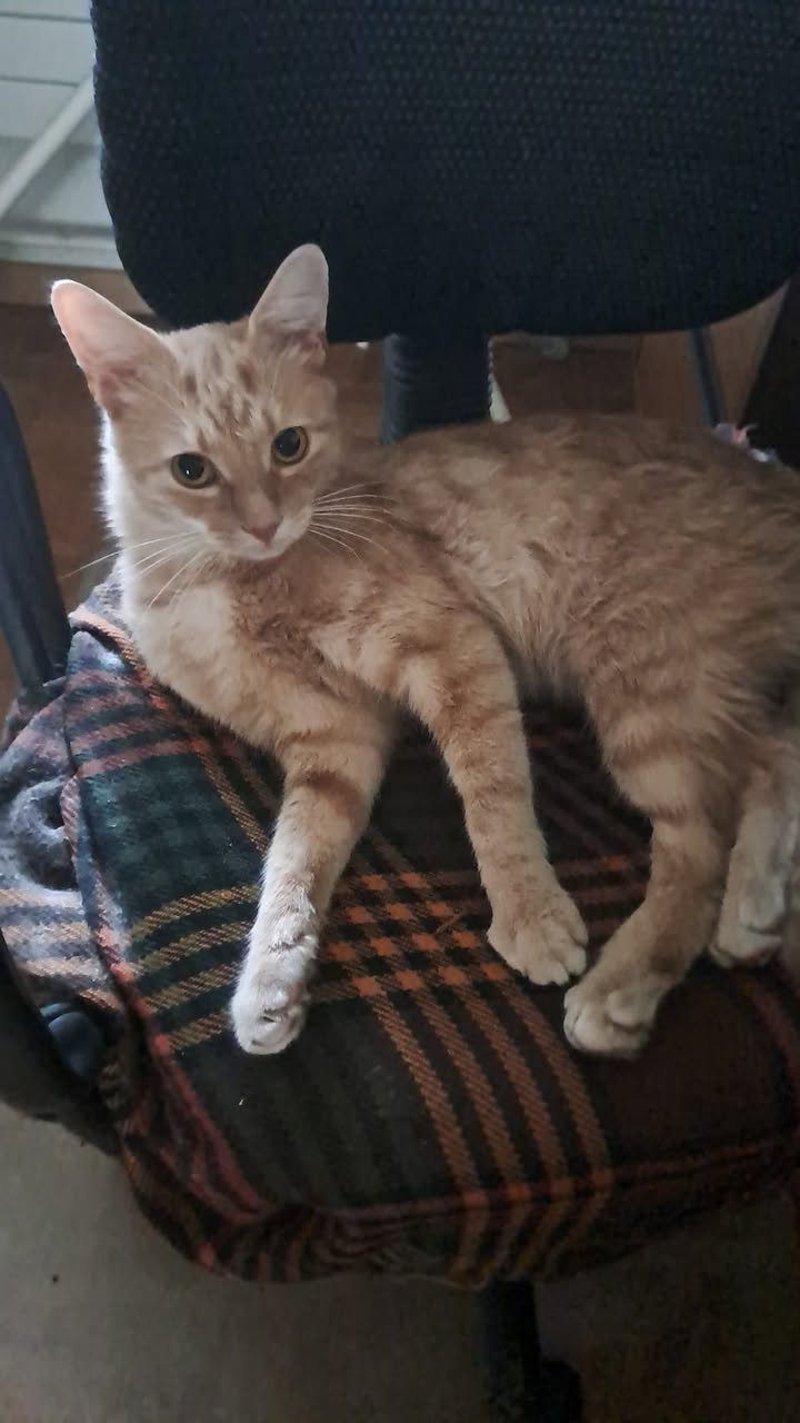 Found Cat in Lausanne
