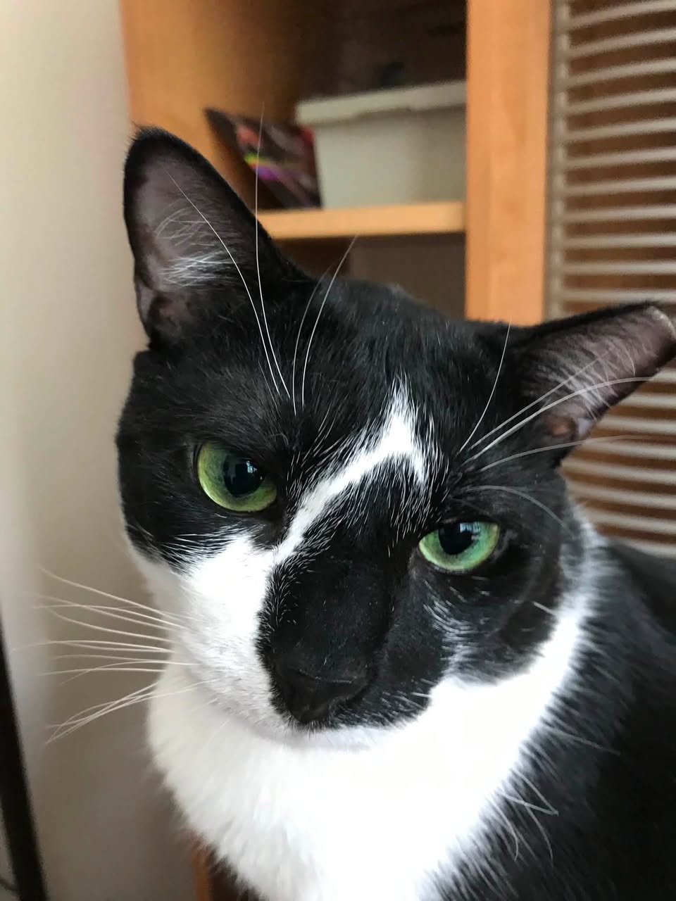 Lost cat