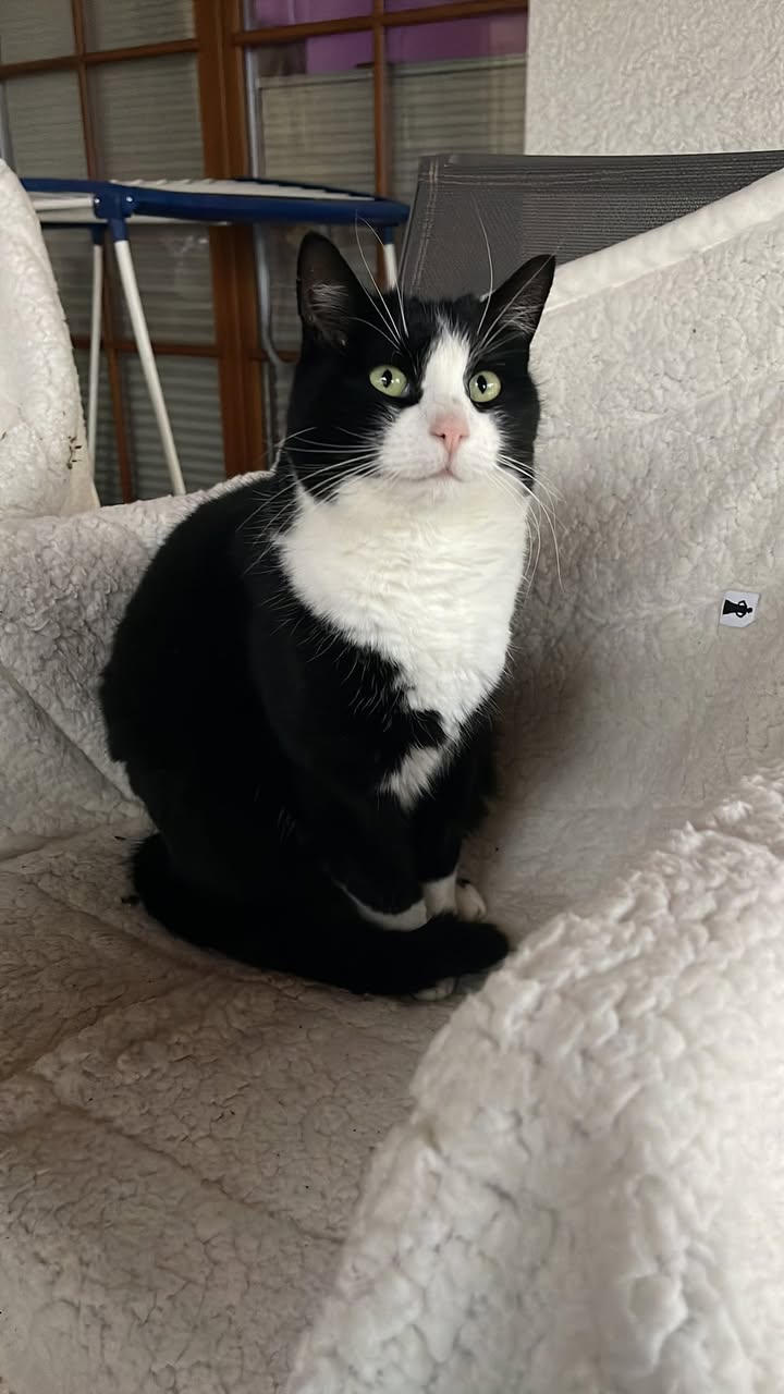 Lost Cat in DöTtingen