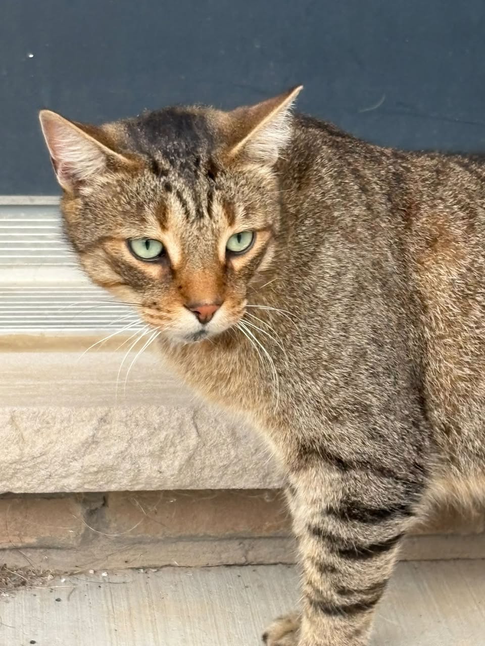 Found Cat in West End