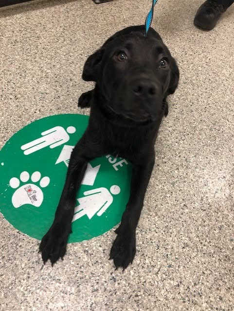 Found dog