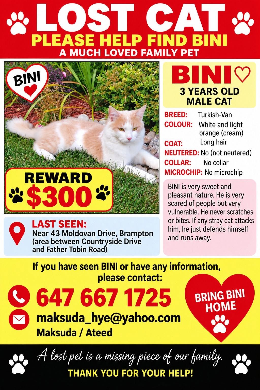 Lost Cat in Brampton