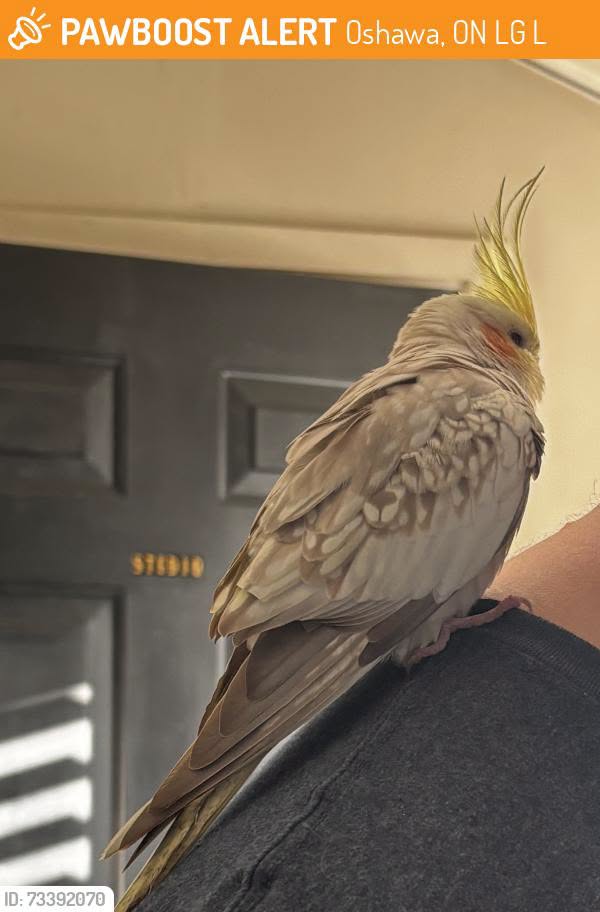 Lost Bird in Oshawa