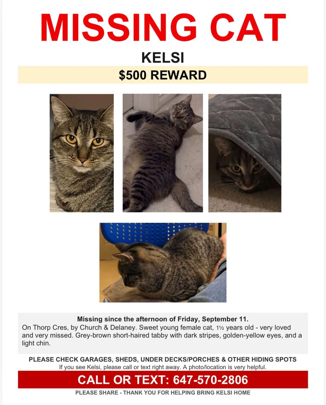 Lost Cat in Church & Delaney
