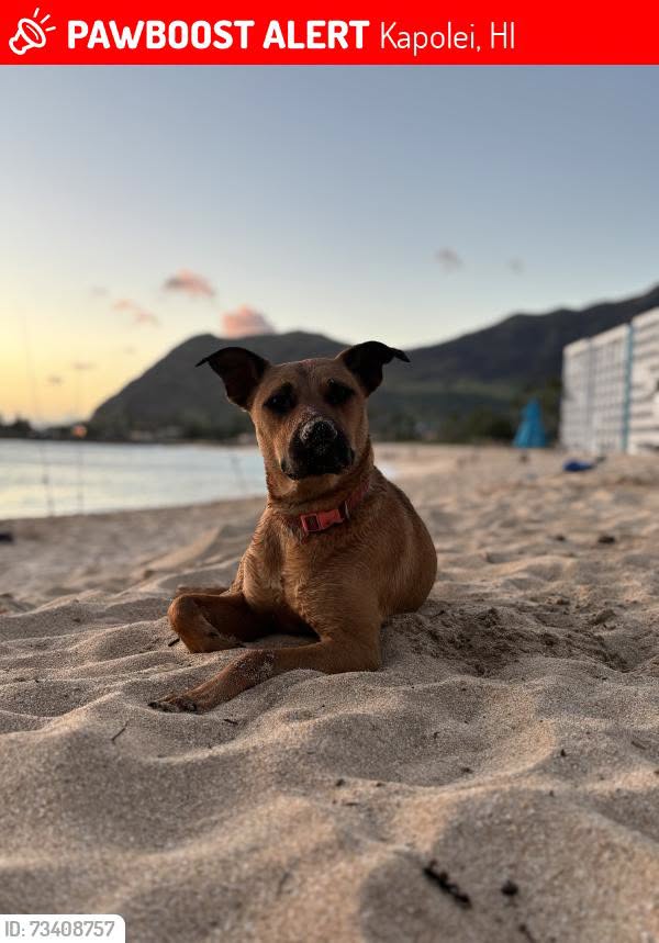 Lost Dog in Kapolei