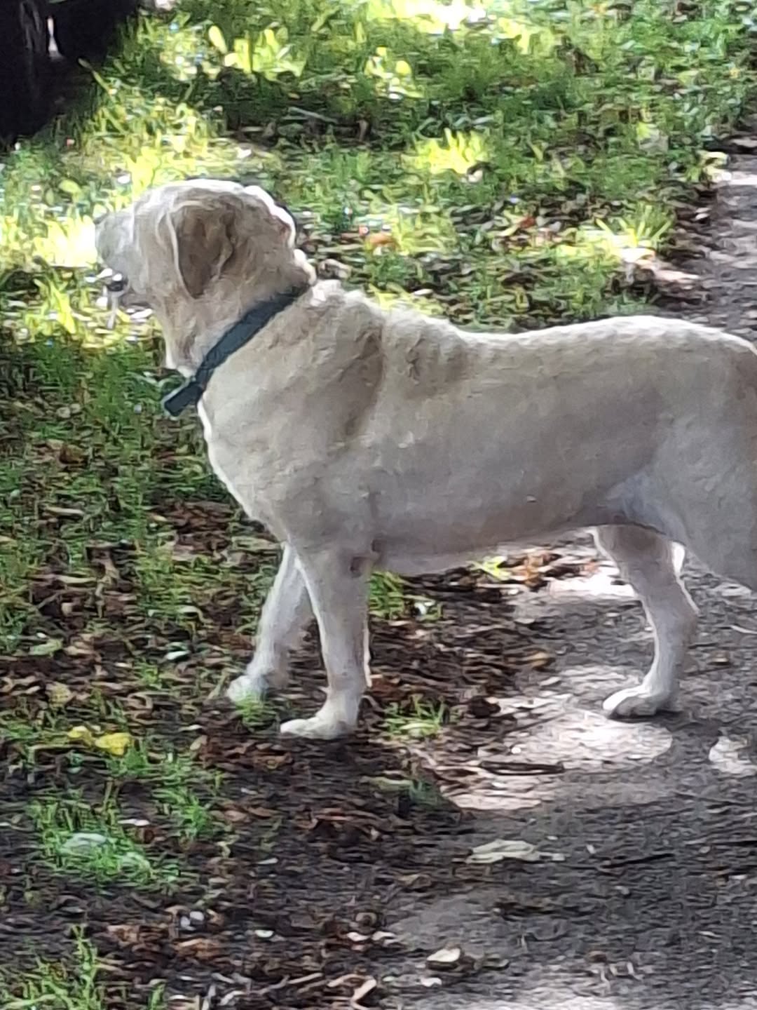 Found dog