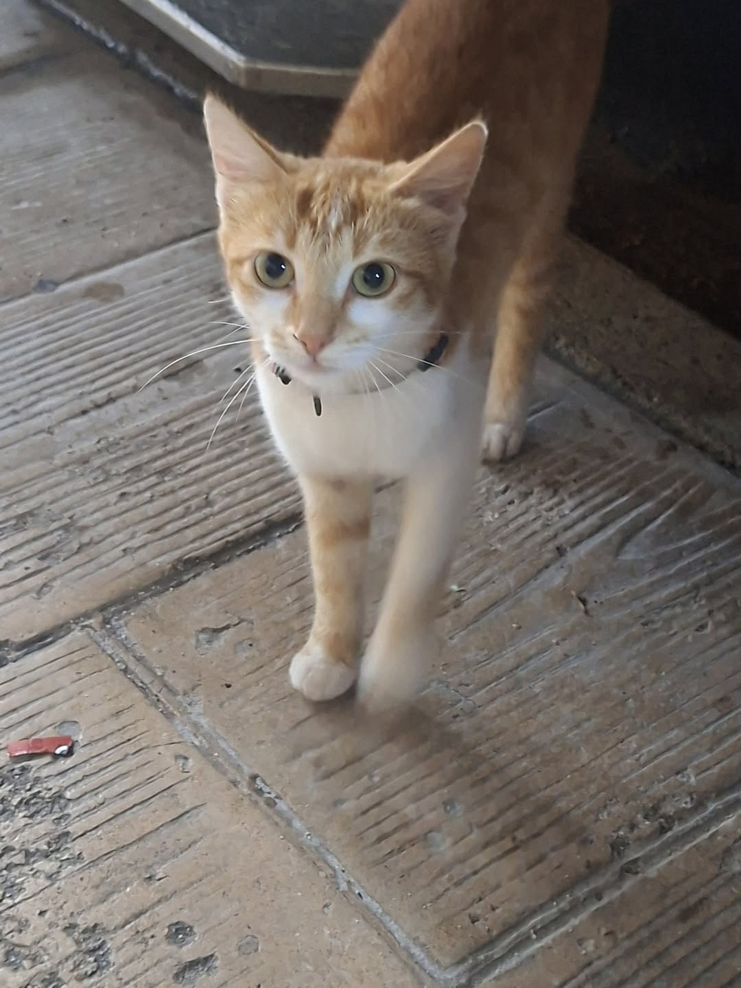 Found cat