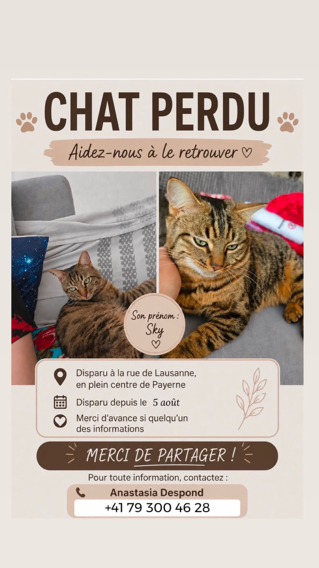 Lost Cat in Payerne
