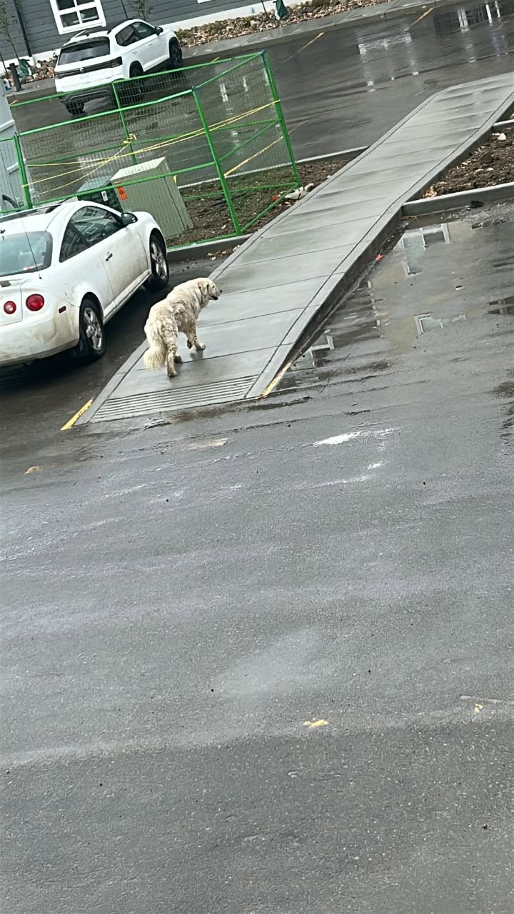 Found dog