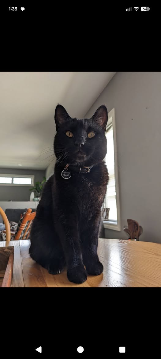 Lost cat