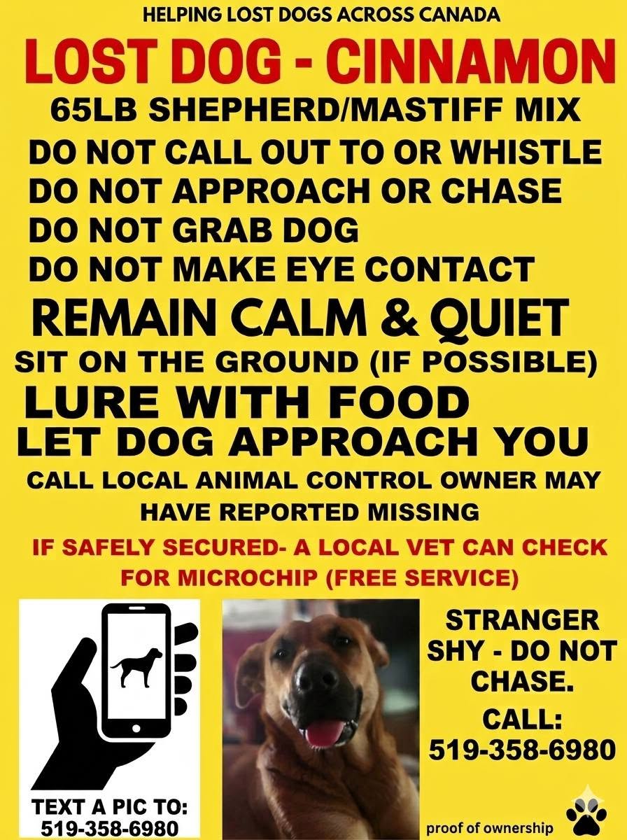 Lost dog