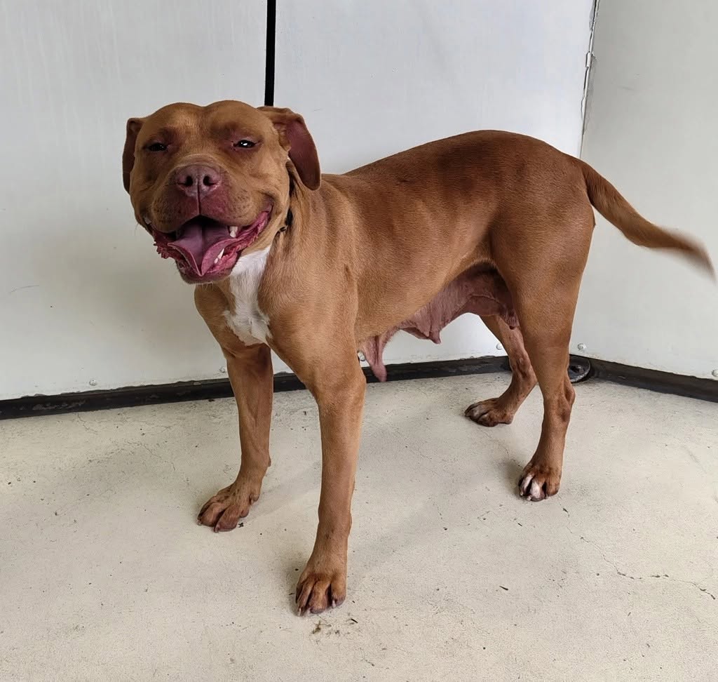 Found dog