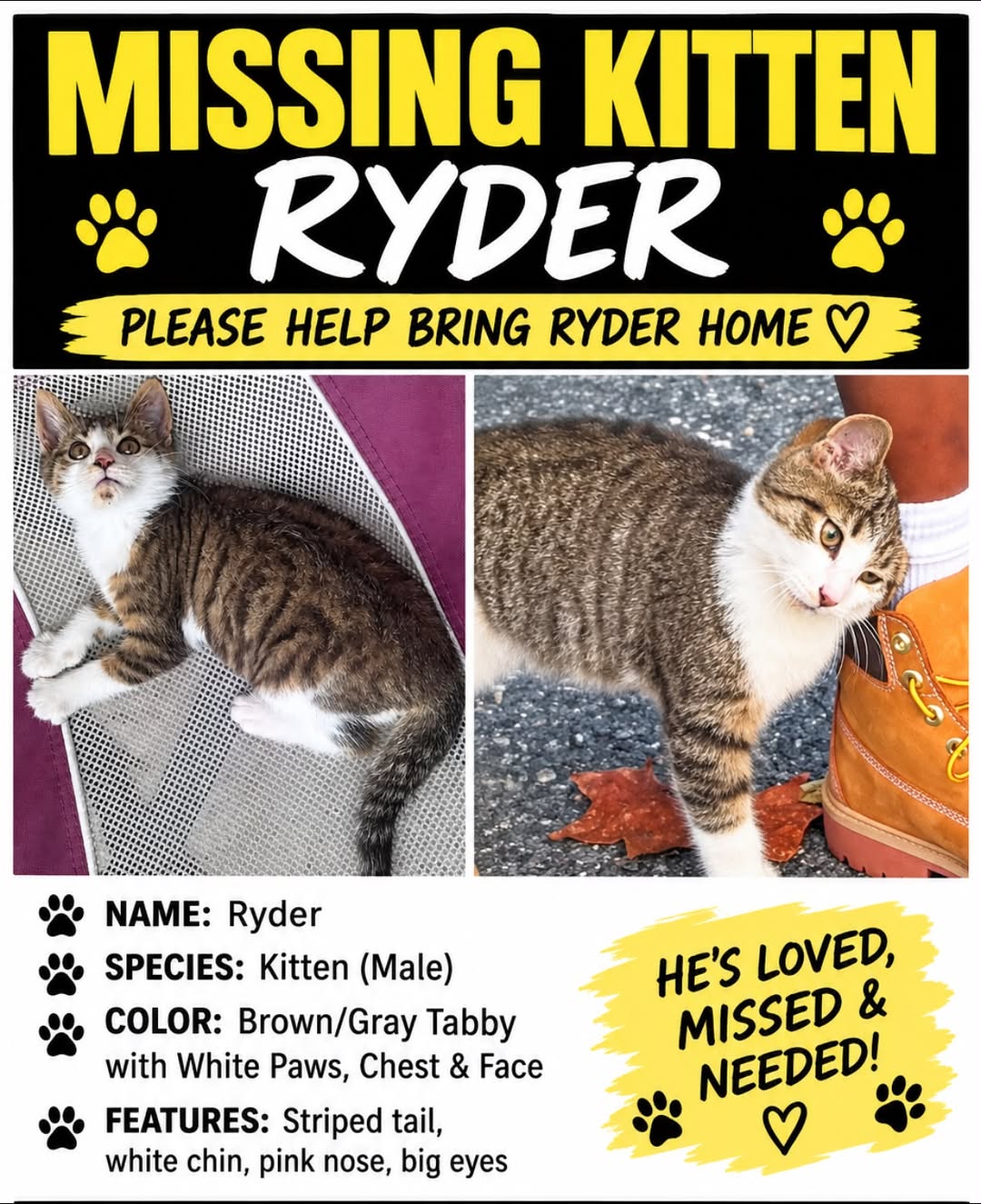 Lost Cat in Ontario