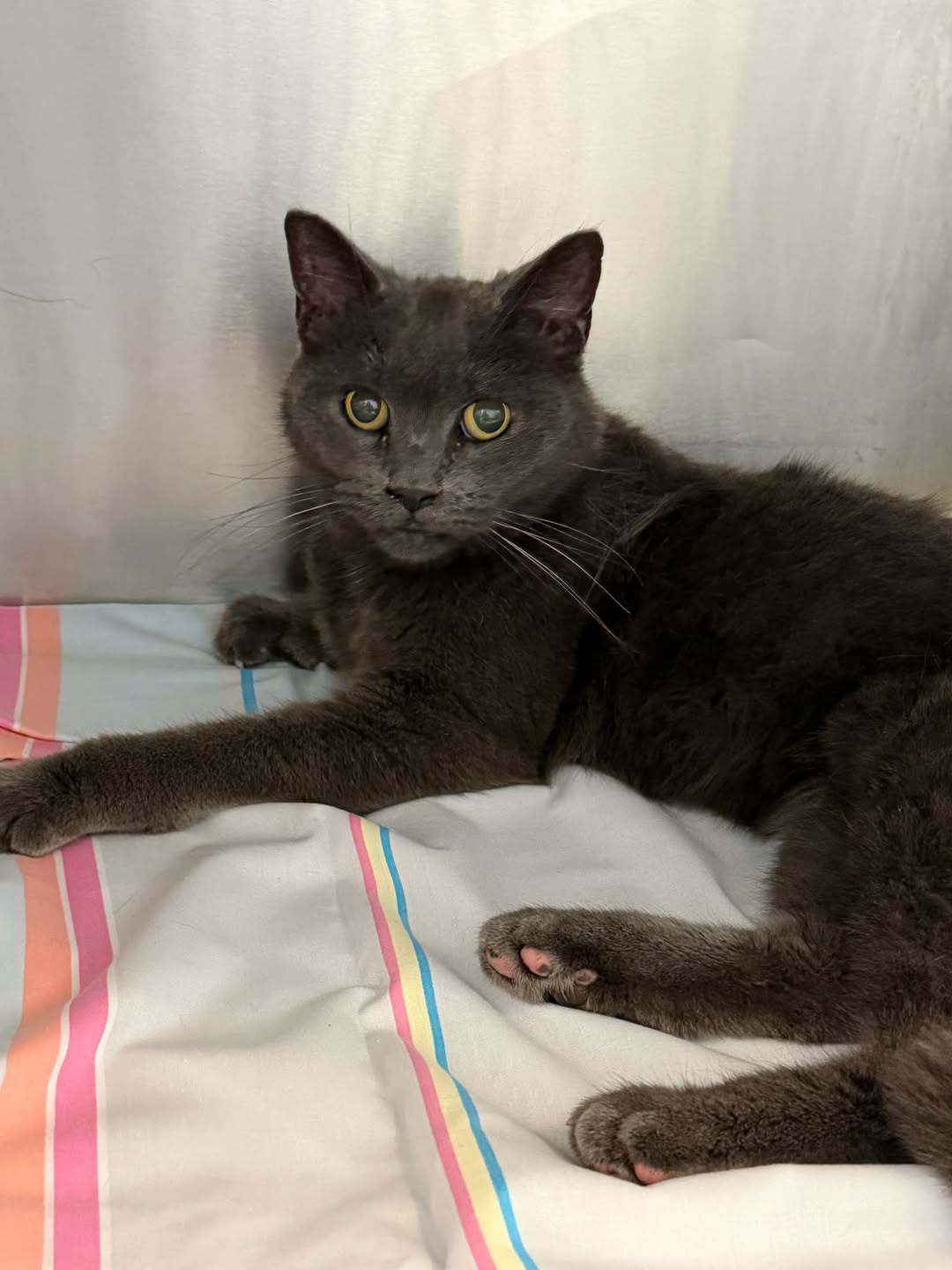 Found cat