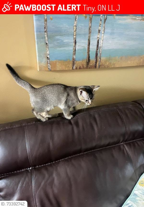 Lost Cat in Tiny