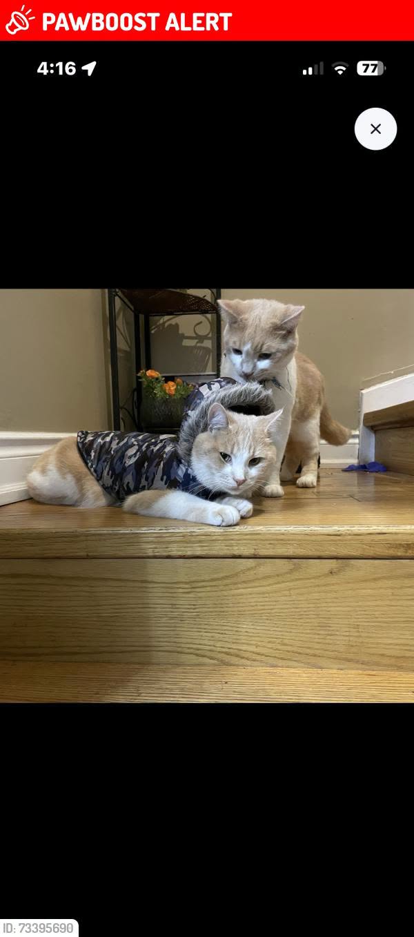 Lost Cat in Mississauga