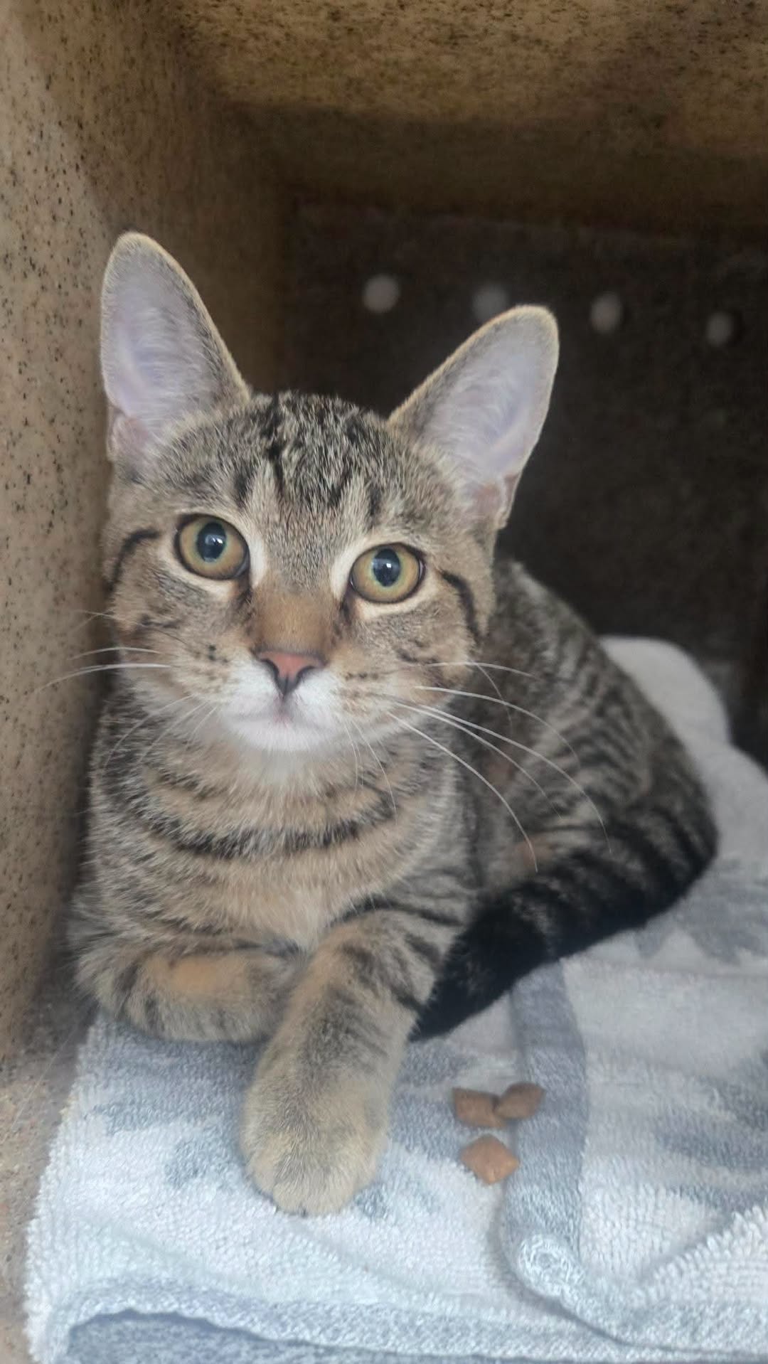 Found cat