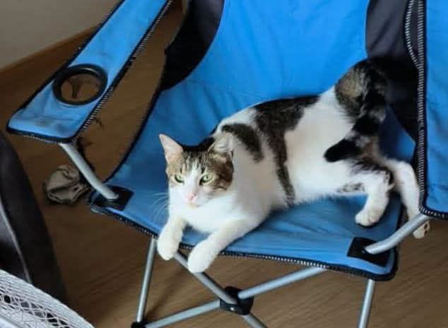 Lost Cat in Breganzona