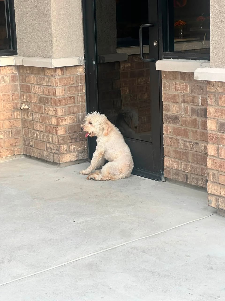 Found dog
