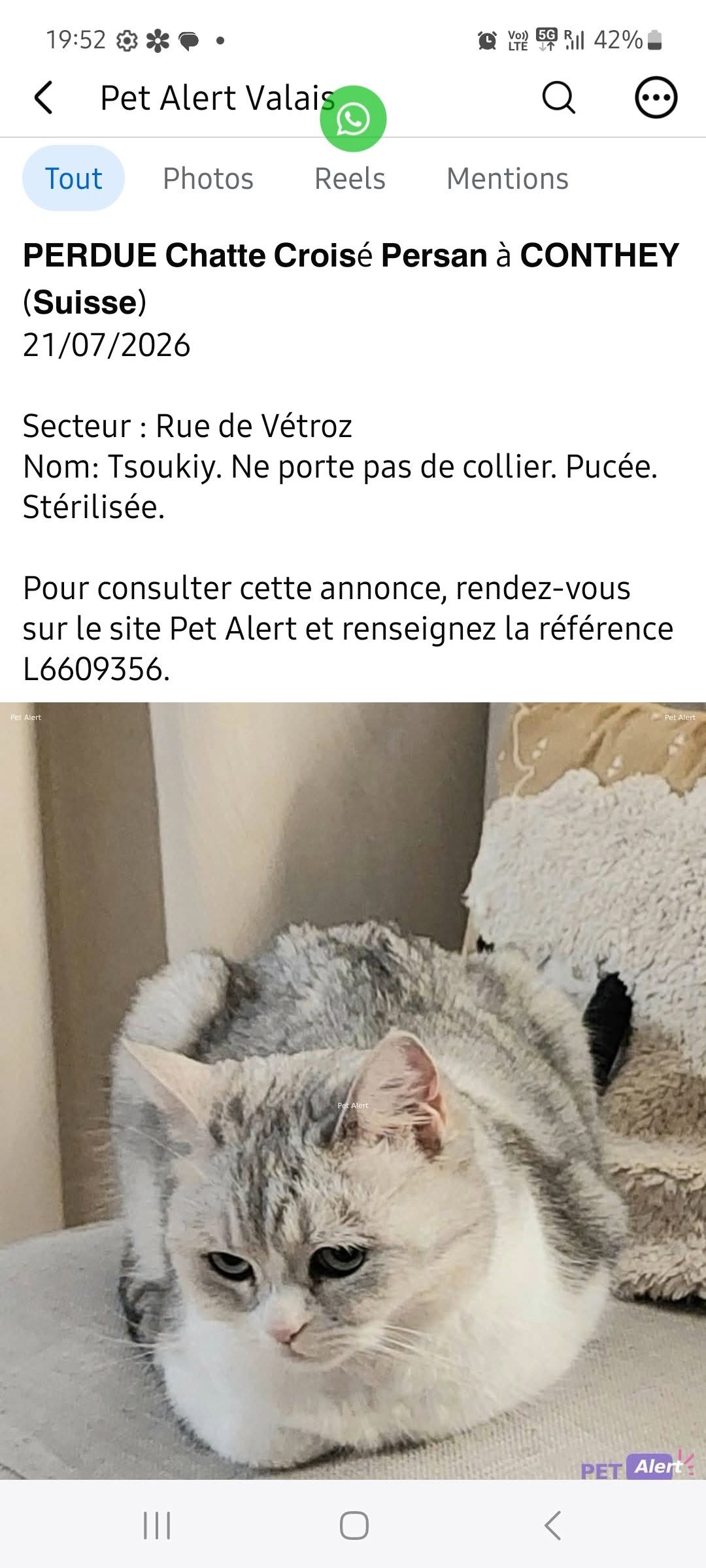 Lost Cat in Conthey