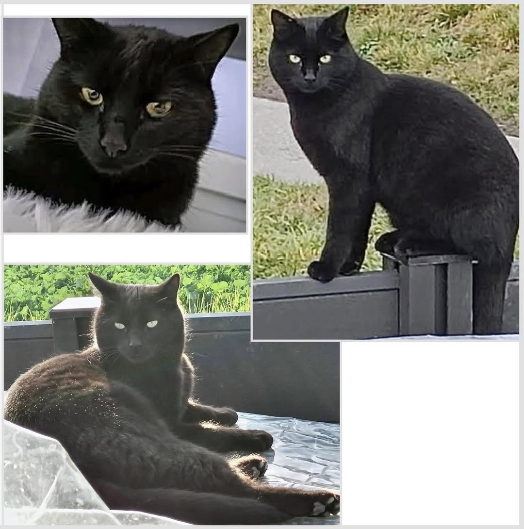 Lost cat
