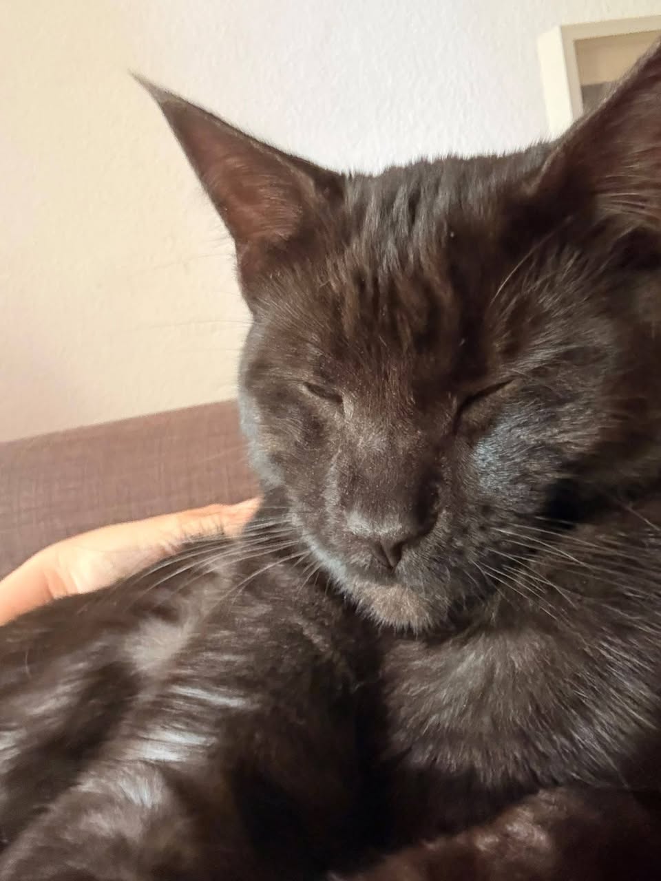 Lost Cat in Perroy