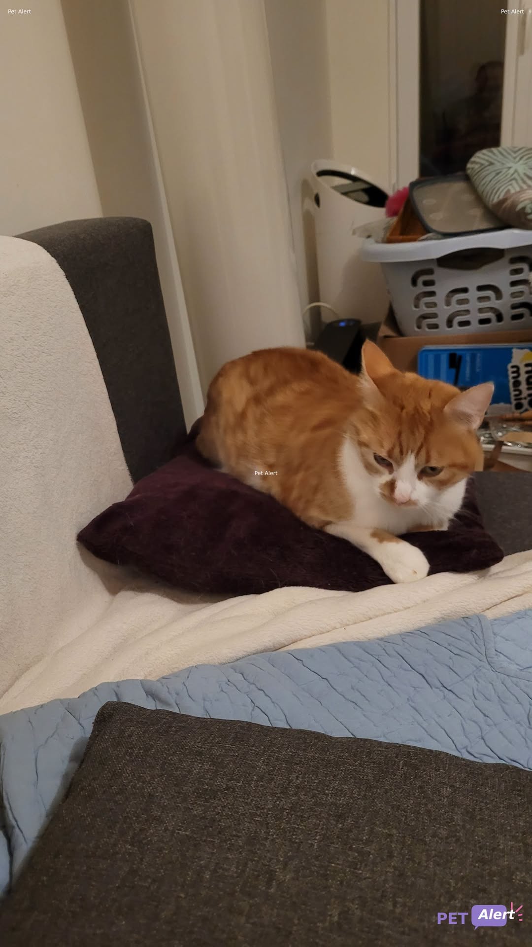 Lost Cat in Hermance