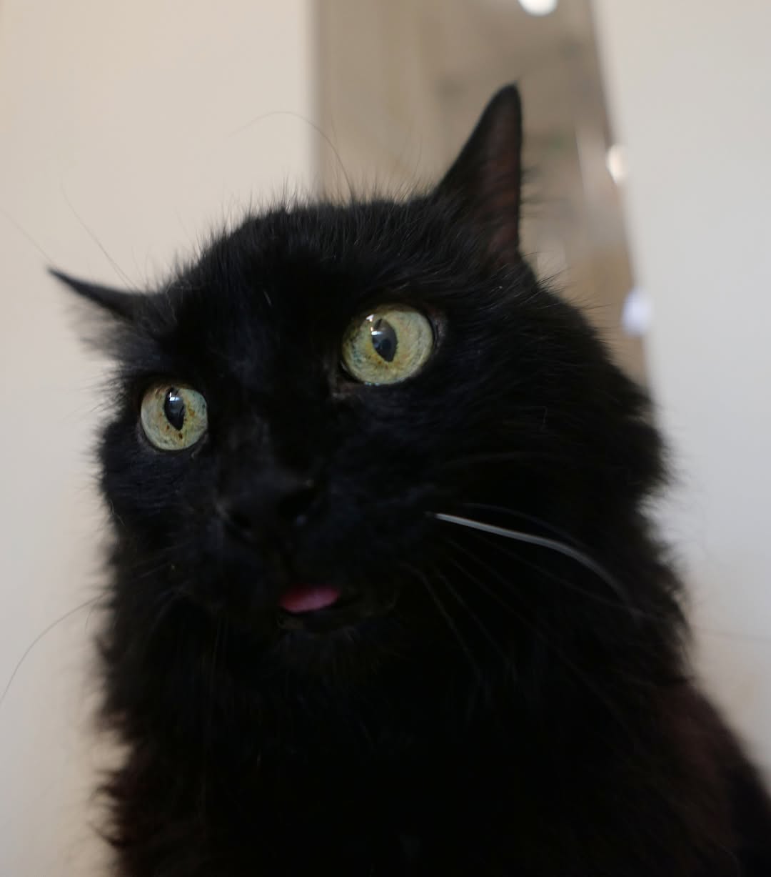 Found Cat in Meyrin