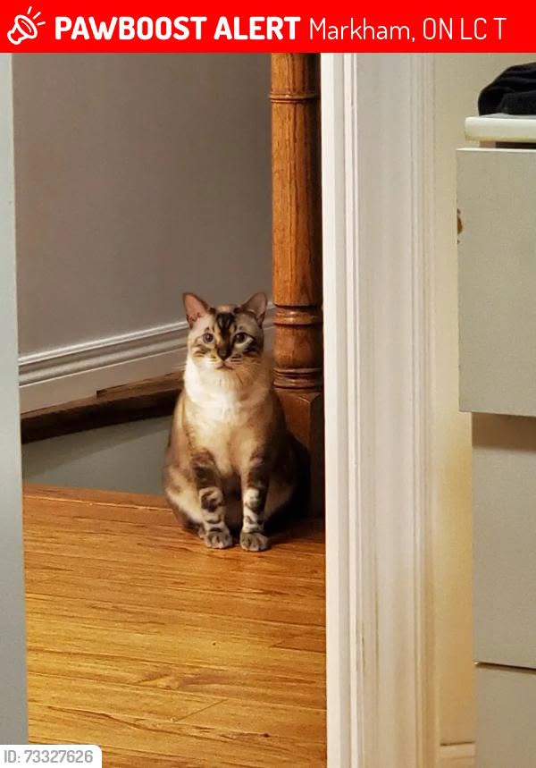 Lost cat