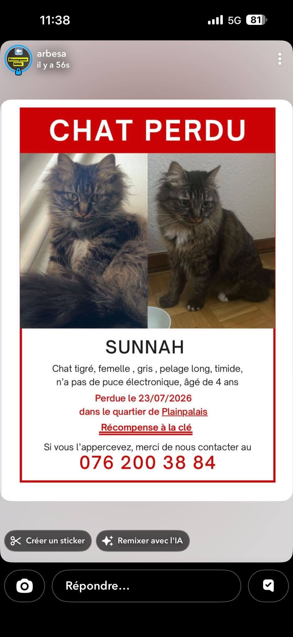 Lost Cat in Geneva