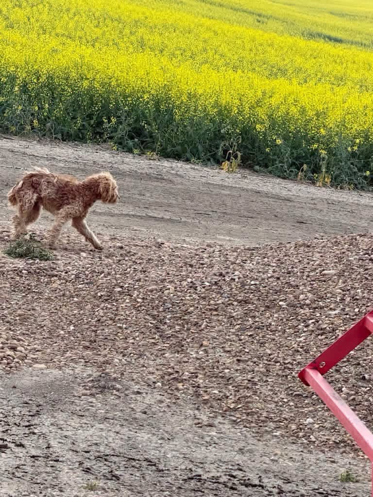 Found dog