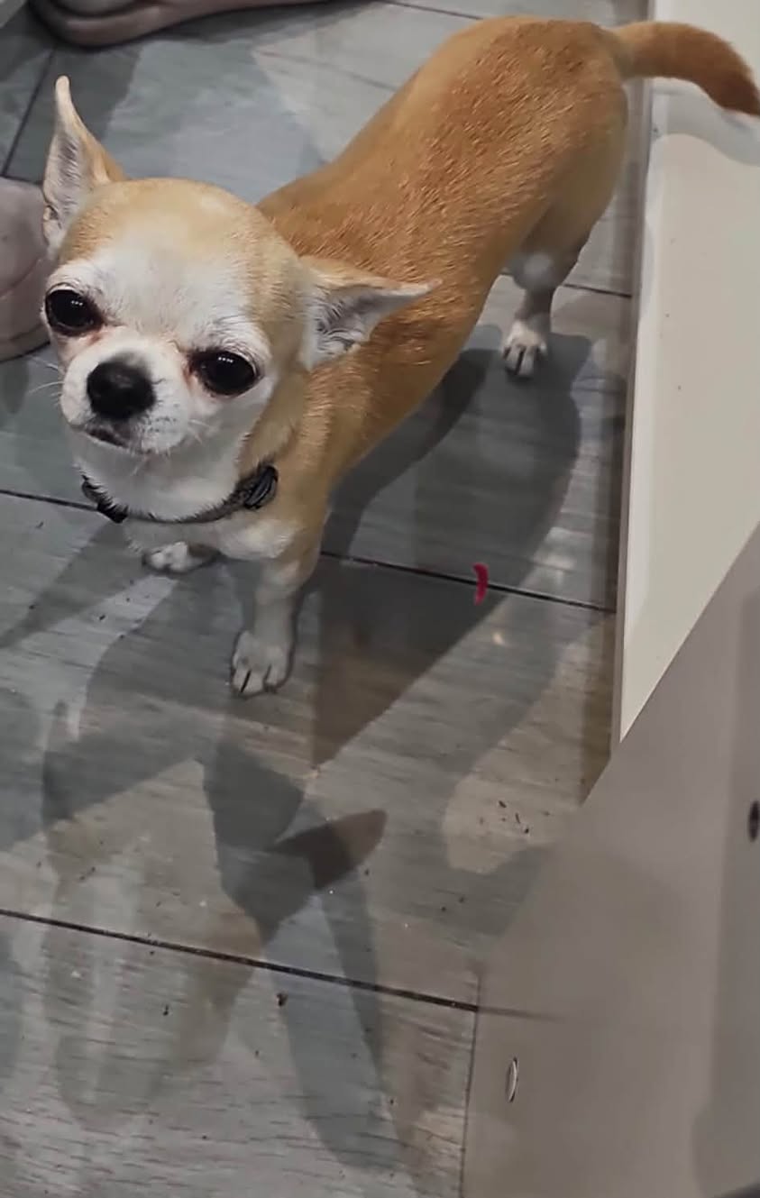 Lost dog