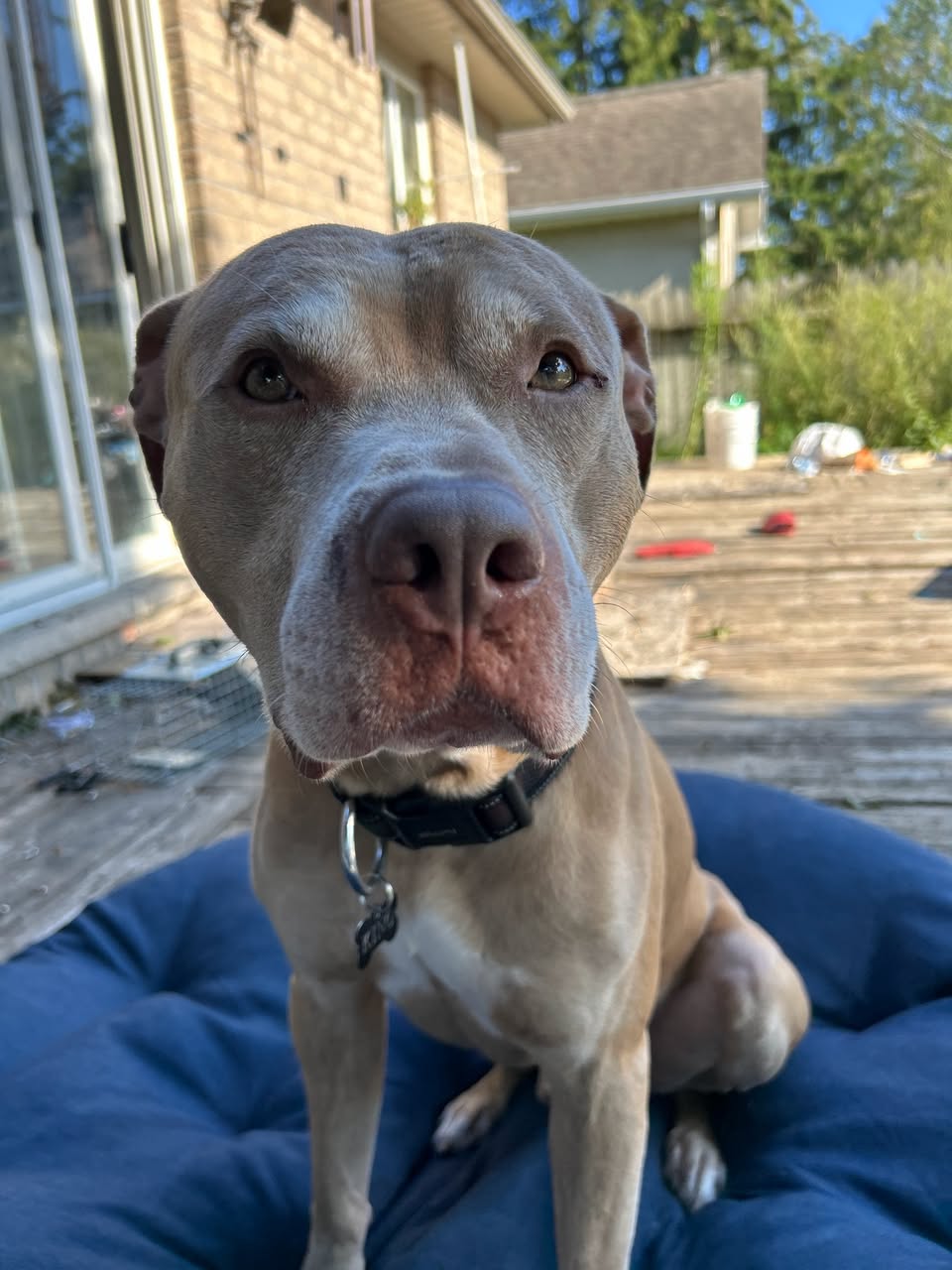 Lost Dog in Peterborough