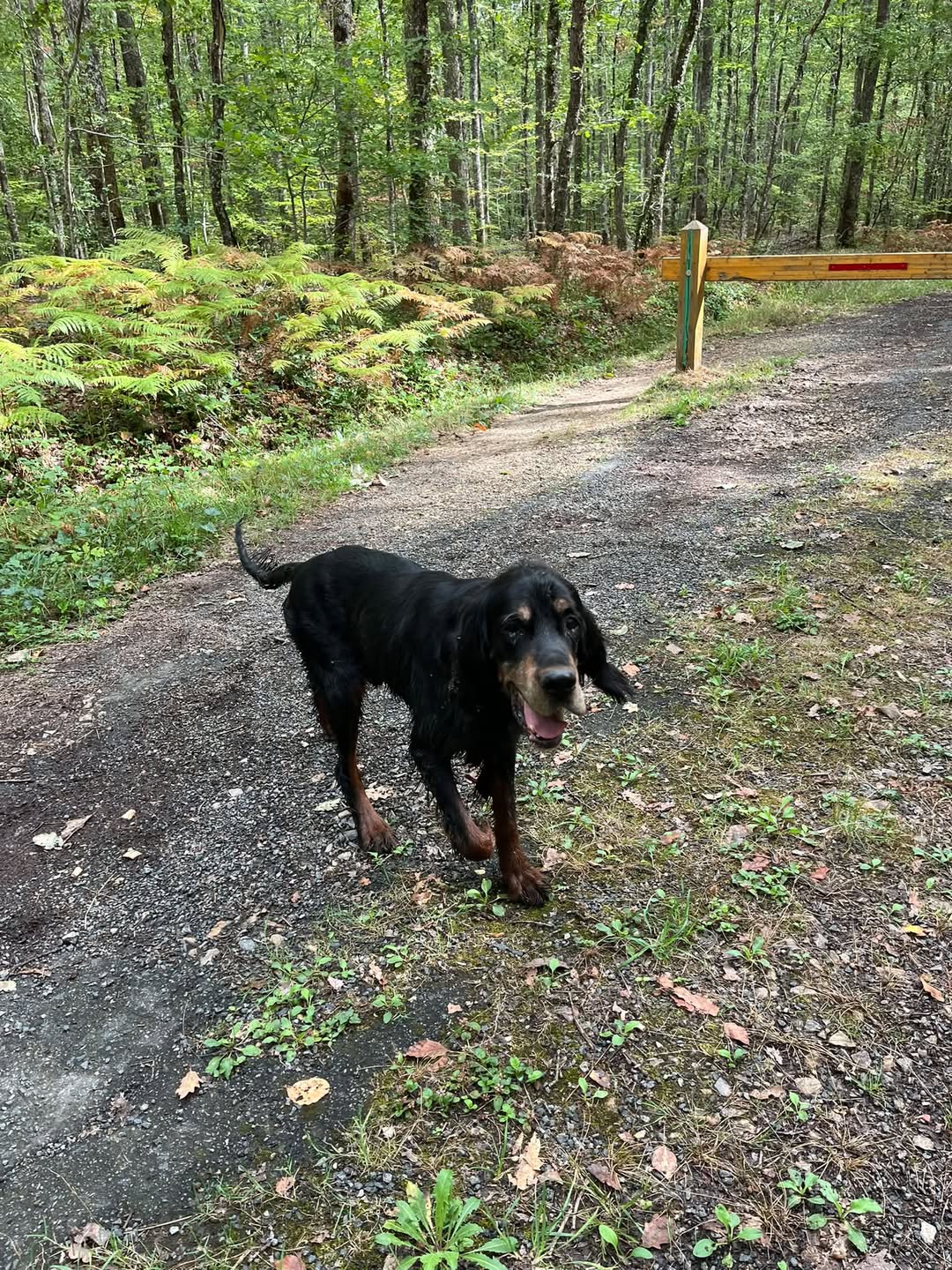 Found dog