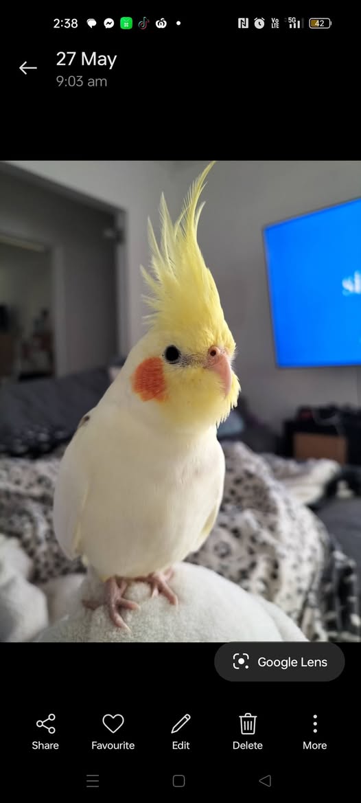 Lost bird