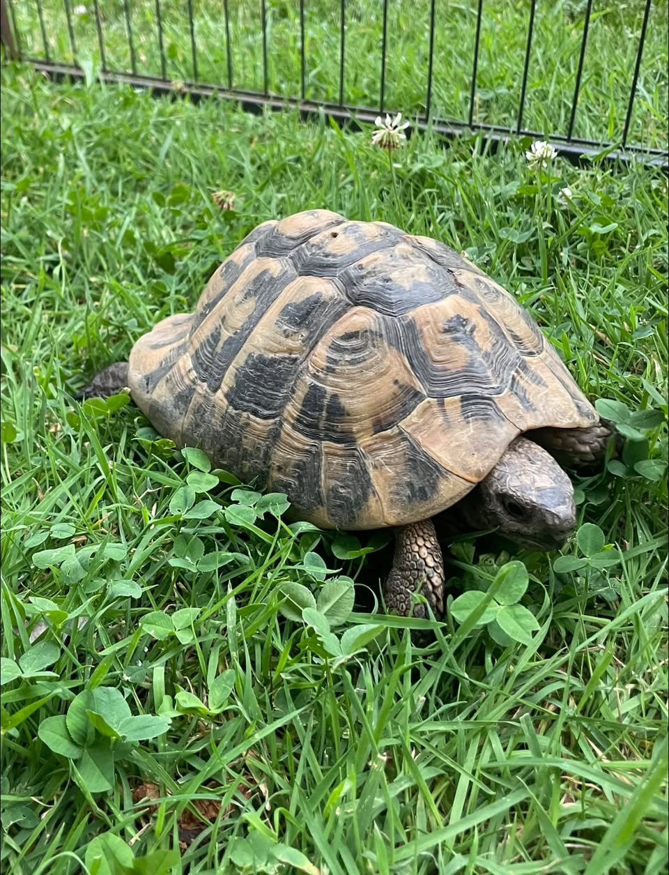 Found tortoise