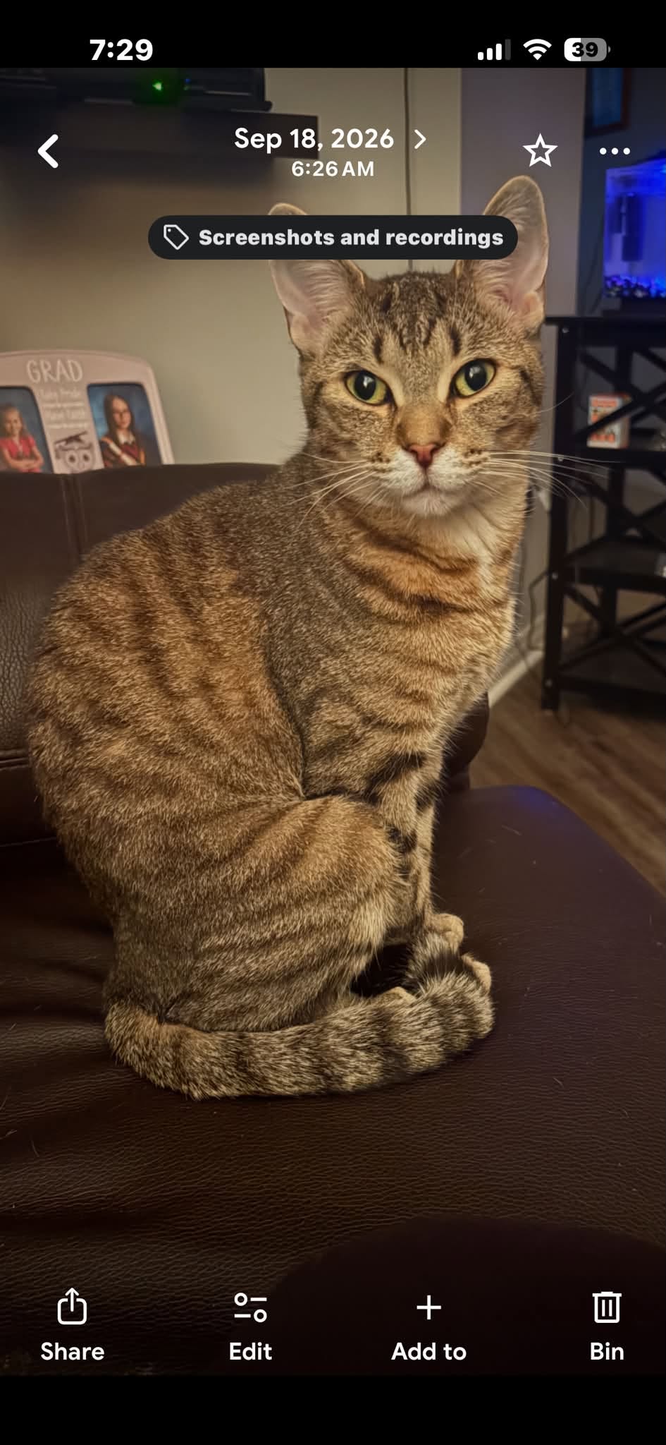 Lost Cat in Barrie