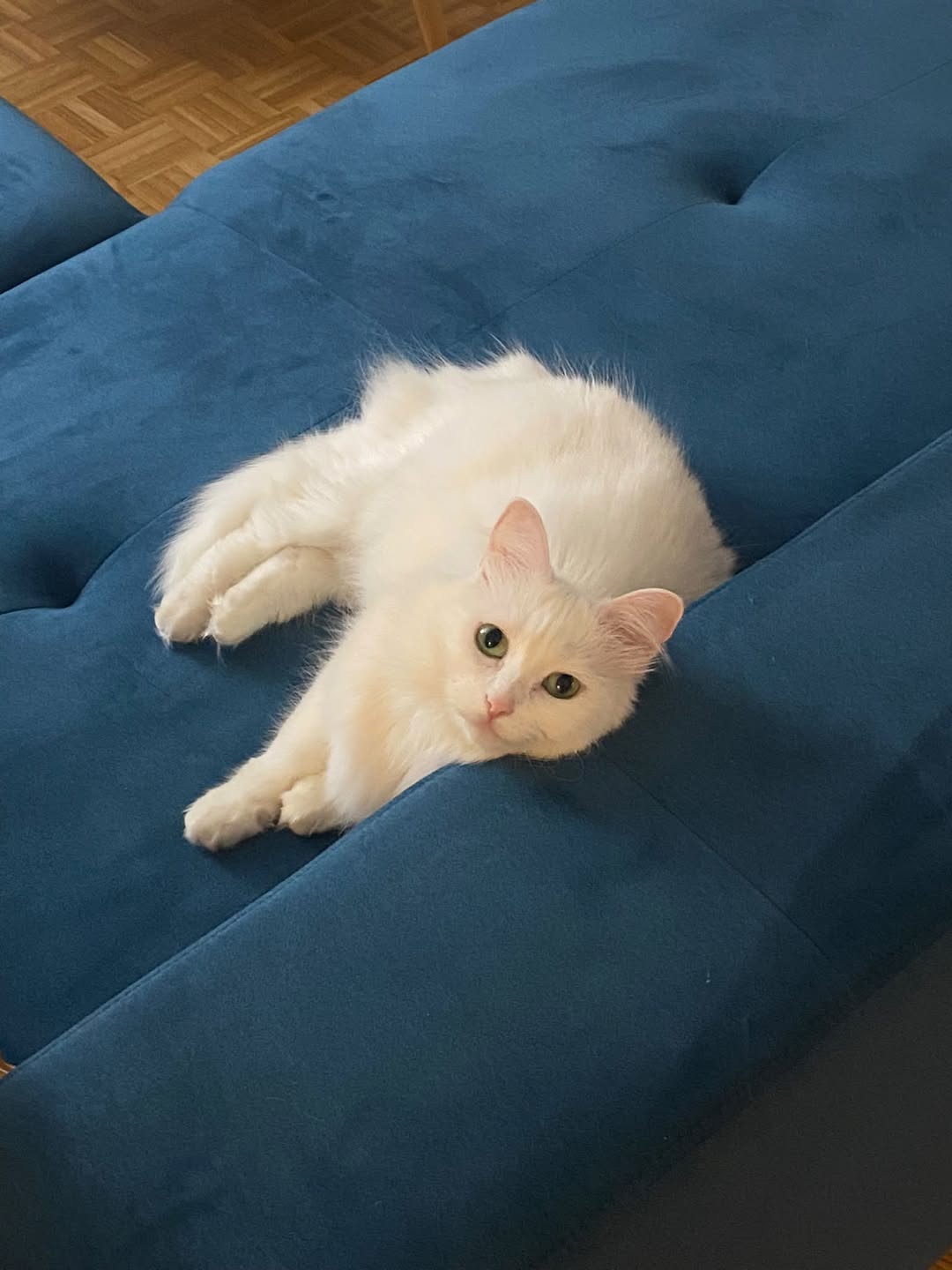 Lost Cat in Switzerland