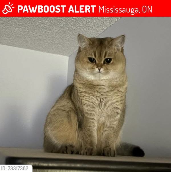 Lost Cat in Mississauga