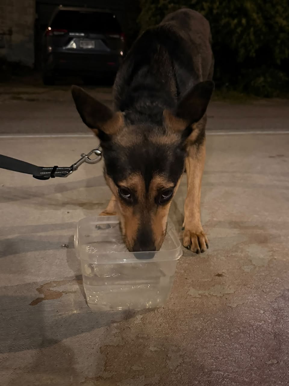 Found dog