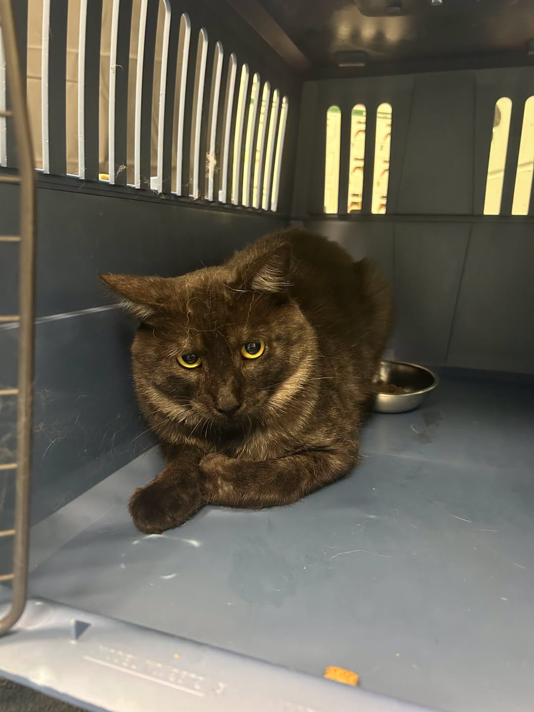 Found Cat in Thunder Bay