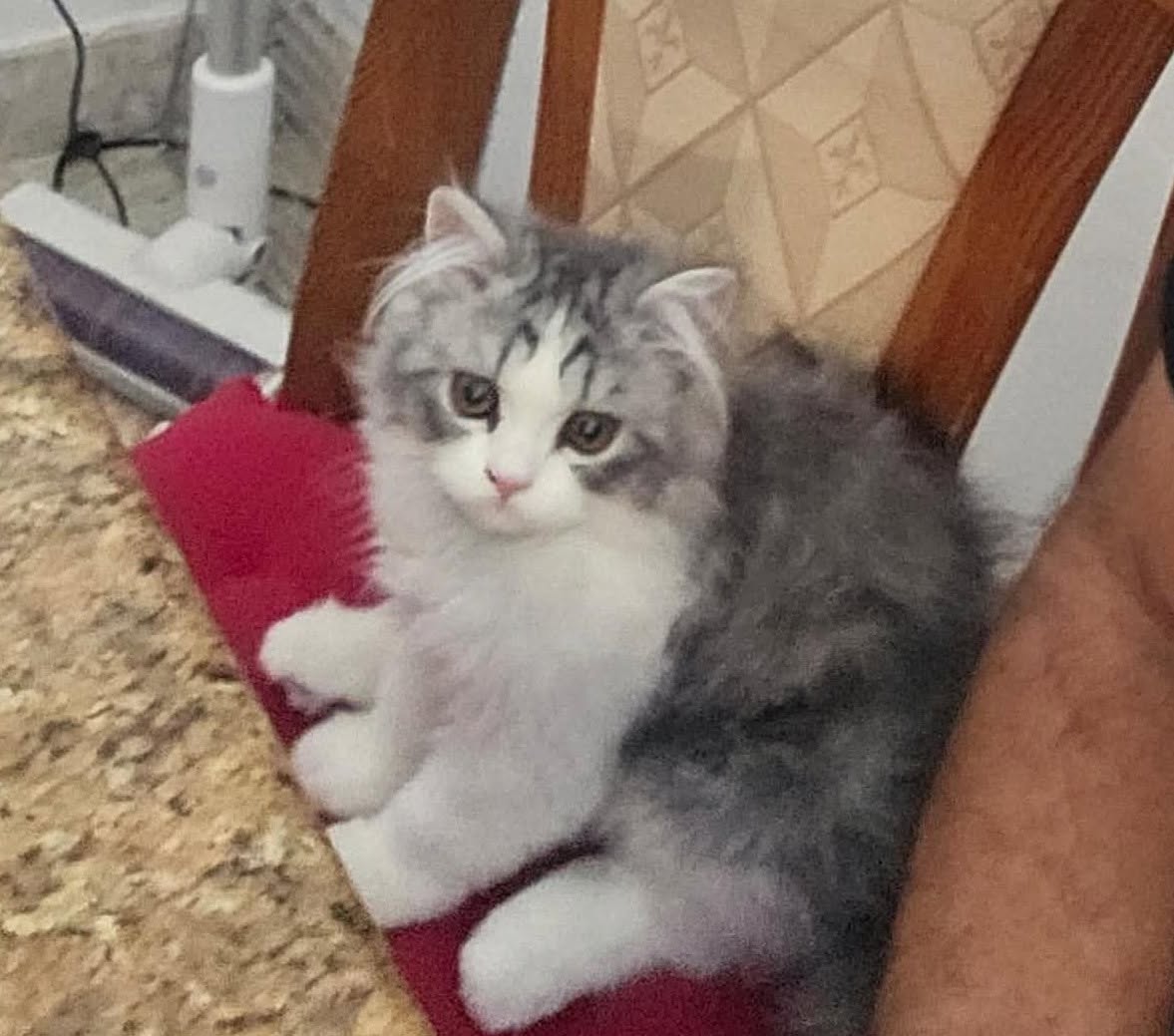 Lost cat