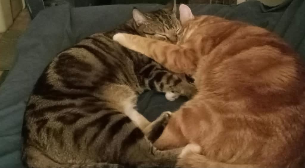 Lost cat