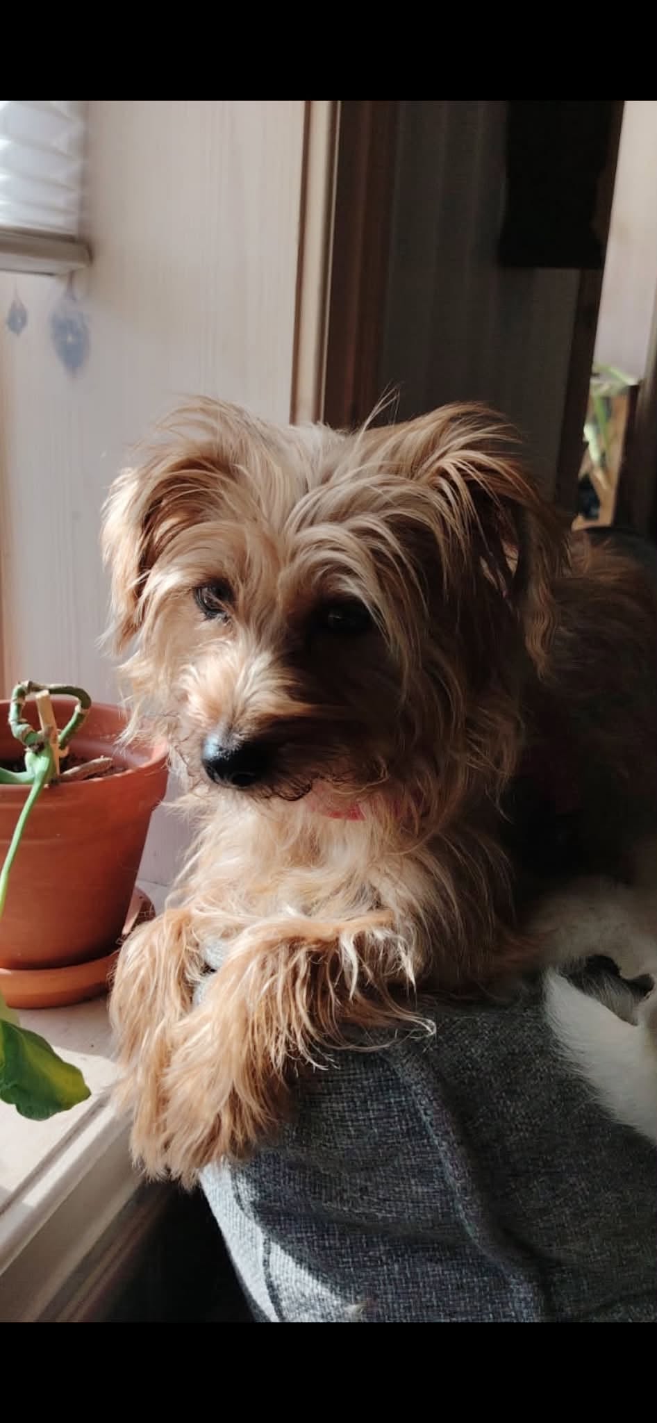Lost Dog in Oslo